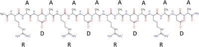 Clinical Use of the Self-Assembling Peptide RADA16: A Review of Current and Future Trends in Biomedicine